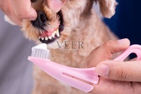 兽医给宠物狗刷牙时用牙膏涂上牙菌斑图片