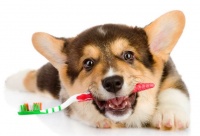 为宠物打造健康的口腔，5个步骤轻松解决！