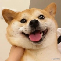 养狗人不可错过的狗狗耳部护理指南，速度码住！