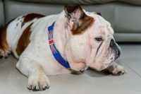 5大妙招，让你的法国斗牛犬不再臭气熏天