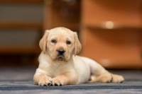 狗的耳朵：秘密与护理的指南