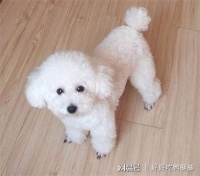 狗狗耳螨问题：贵宾犬耳螨需要每天擦洗吗，贵宾犬用什么擦洗耳螨