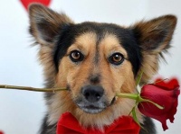 宠物狗的眼睛怎么保养？