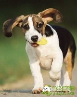 宠物狗的眼睛怎么保养