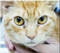 猫眼睛的分泌物怎么清理 清理猫眼有方法！