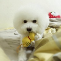 比熊犬的眼睛护理方法