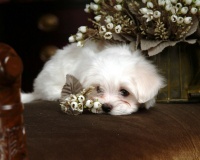 美国恶霸犬眼睛护理的方法