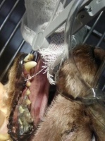 泰迪口臭的真相！忽视宠物牙齿护理最后只能拔牙清创