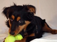 辟谣：给宠物食用洁牙棒就不用刷牙了？错，宠物口腔问题不要忽视