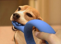 如何护理好狗狗的牙齿？