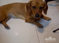 家养宠物狗如何洗澡清理肛门臭腺以及注意事项