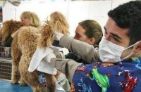 教你怎样挤狗狗肛门腺？其实不难，只要根据这3个步骤就可以