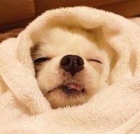 狗狗的日常护理，学会这5点，再也不用去宠物美容店做护理了！