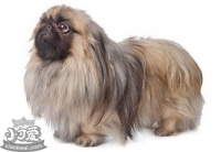 京巴犬眼睛怎么护理 北京犬眼部日常护理心得