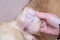 狗耳螨问题解决方案：最佳治疗方法大揭秘