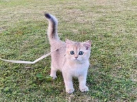 猫咪得了耳螨怎么办？别慌，三步就治愈