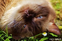 为什么猫咪会长耳螨？耳螨应该这样治，快来看看吧！