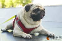 狗耳朵流脓很臭怎么治疗 什么原因导致的