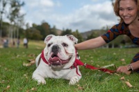 狗狗耳螨如何彻底治疗，耳螨在宠物中传染性强，传播速度很快