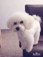 宠物美容师教你如何给宠物清理牙齿