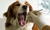 福懋宠物医院：原来宠物店都这样给狗清洁牙齿！
