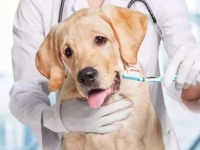 如何给狗狗刷牙？最全攻略来啦！