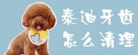 泰迪牙齿怎么清理