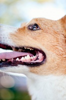 牙齿问题大揭秘：常见的宠物口腔疾病及其预防