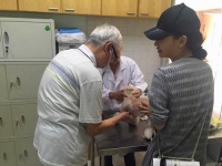 宠物派mogo诊所|狗狗食欲不振，可能是牙齿的问题