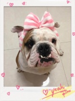 狗狗的嘴巴恶臭，有可能是这几款常见的牙周病引起的！