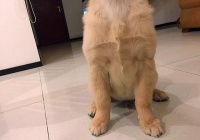 狗狗趾甲发炎排除细菌和真菌感染，或许是免疫系统问题，快去检查