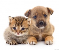 了解宠物耳炎是如何引起的