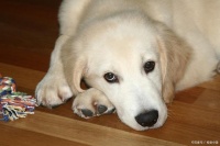 金毛、哈士奇、萨摩耶等宠物—外耳炎的症状与治疗