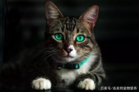 预防猫咪眼睛疾病，做好眼部日常护理很重要！