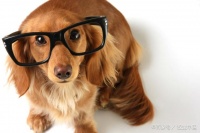 犬干眼症：一种容易被人忽视的眼部疾病，情况严重能导致狗狗失明