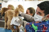 长期不给狗狗挤肛门腺，最后会导致这5大结局！