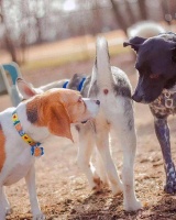 狗狗肛门腺是什么？多久挤一次，不挤会有什么后果？