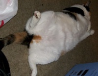 当猫咪总是磨屁股时，铲屎官可得注意了，可能猫咪得了这种病