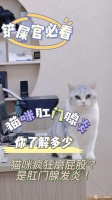 干货！猫咪肛门腺你了解多少？