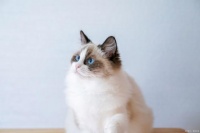 清爽夏季，布偶猫蓄毛护理全攻略：应对夏季掉毛严重问题的方法