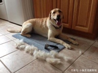 家里有宠物毛发满天飞，有哪些清理毛发的小技巧？