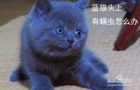蓝猫头上有螨虫怎么办