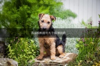 造成狗狗掉毛七个病理因素