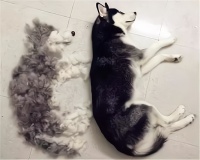 自从养了宠物猫狗之后，哪哪都是毛？其实处理毛发的方法很简单哦