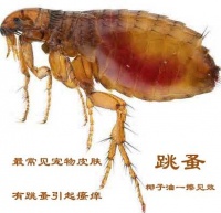 皮肤瘙痒信号，你家宠物该用椰子油了