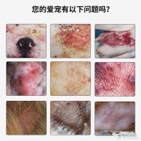 狗狗皮肤病治疗方法！宠物真菌螨虫湿疹皮炎脓皮症的区别?