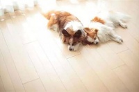 宠物换毛易引发人体过敏？避免过敏原接触是首措