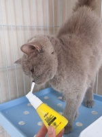 拒绝口臭和牙结石！！自用犬猫口腔护理好物分享