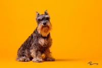 宠物掉毛与换毛有哪些区别呢？