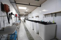 成都C级宠物美容+行为训练班